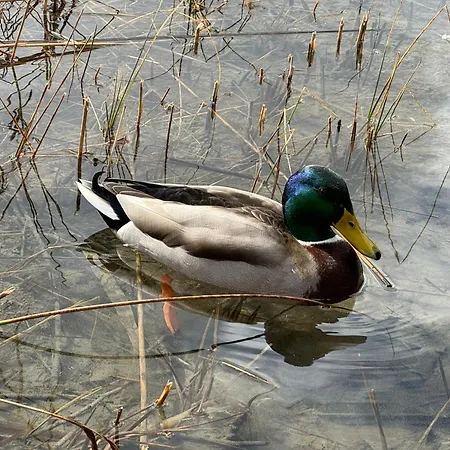 Haus Care * Weissensee