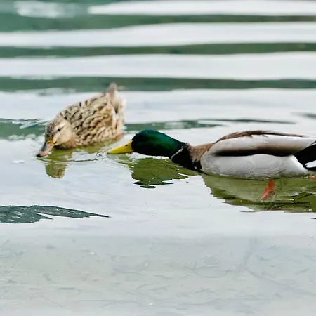 Haus Care * Weissensee