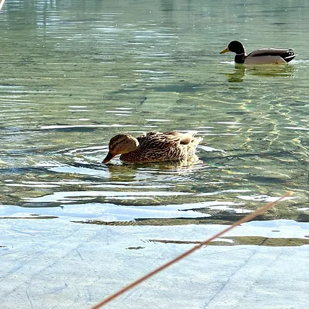 Haus Care Apartment *