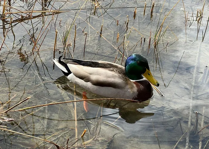 Haus Care * Weissensee