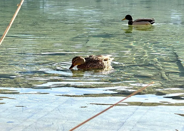 Haus Care Apartment *